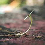 new plant growth mindset