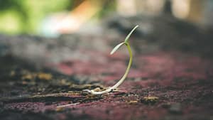 new plant growth mindset